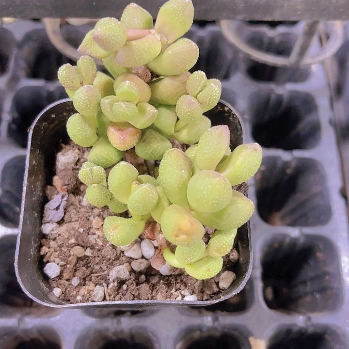 精品明珠带盆土发