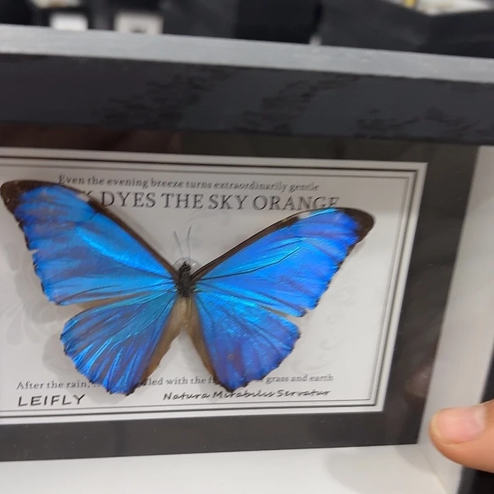 四***春蝴蝶标本定制版213