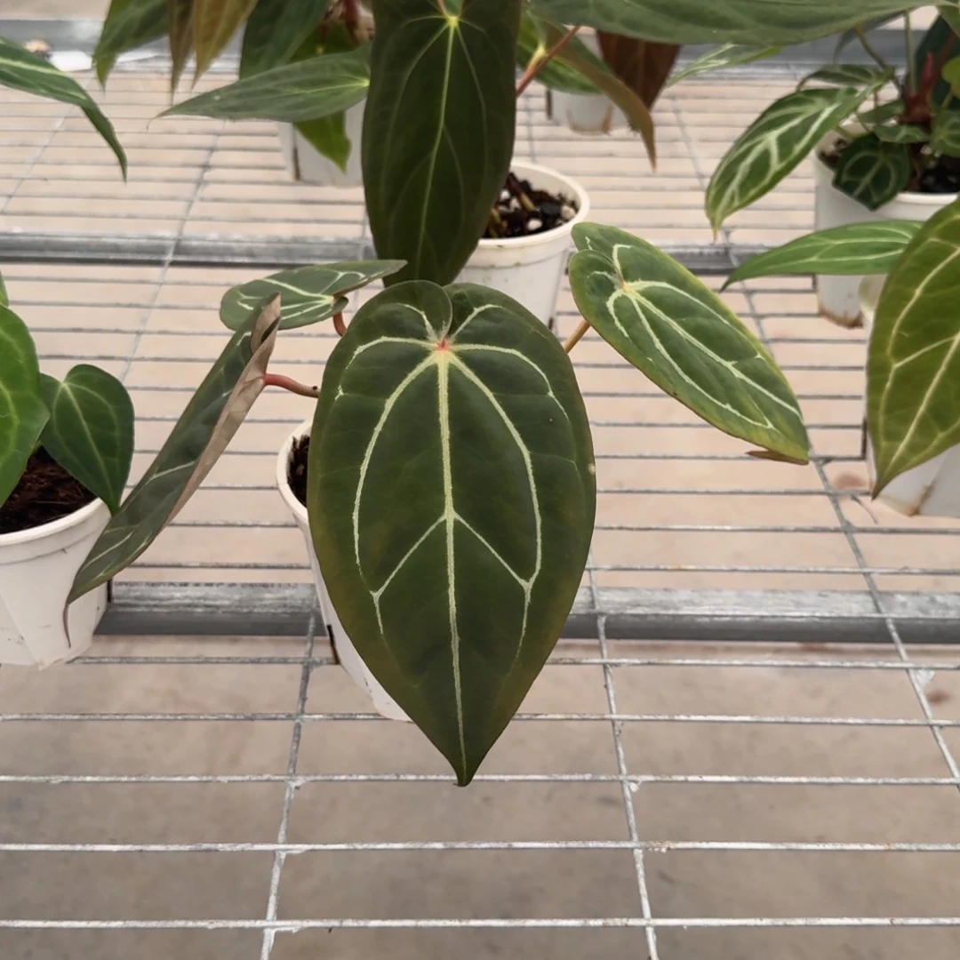 不开花植物红水晶杂贝斯