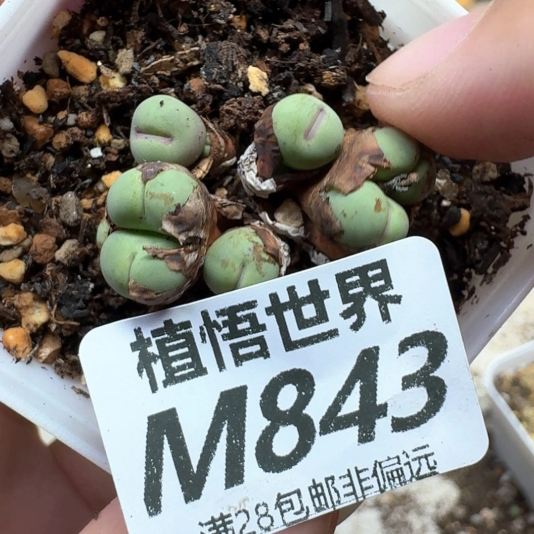 多肉植物的润泽和地方