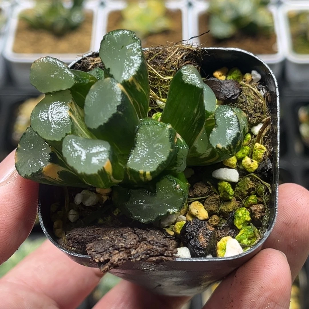 317双头欧大宝万象锦