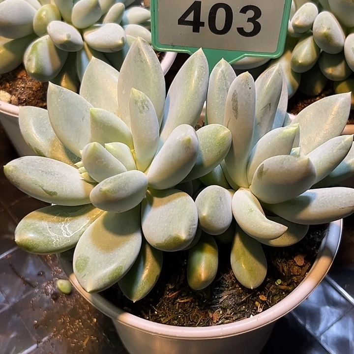 多肉植物胖体哥特403