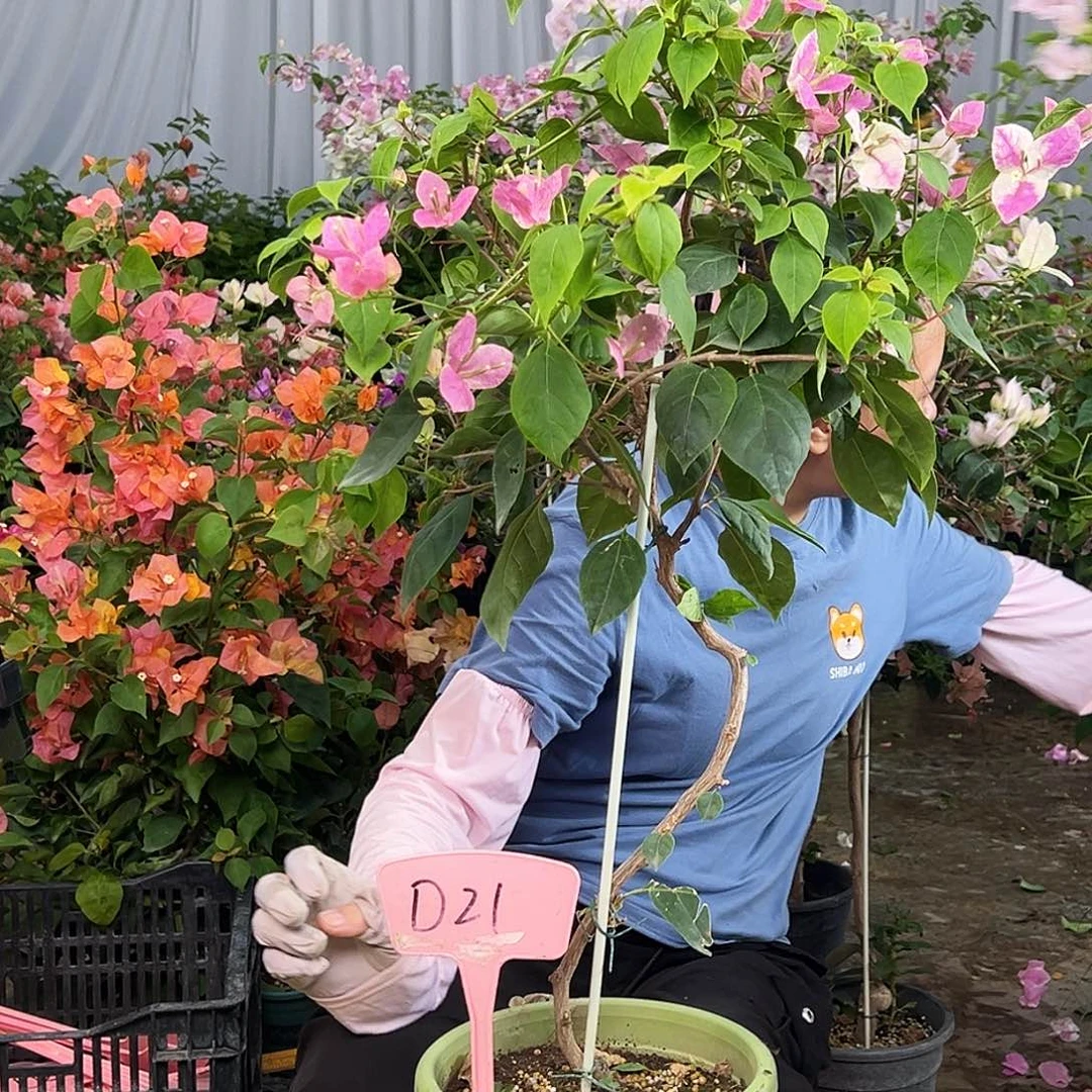 一***顺大部分花苞少量开放D21章
