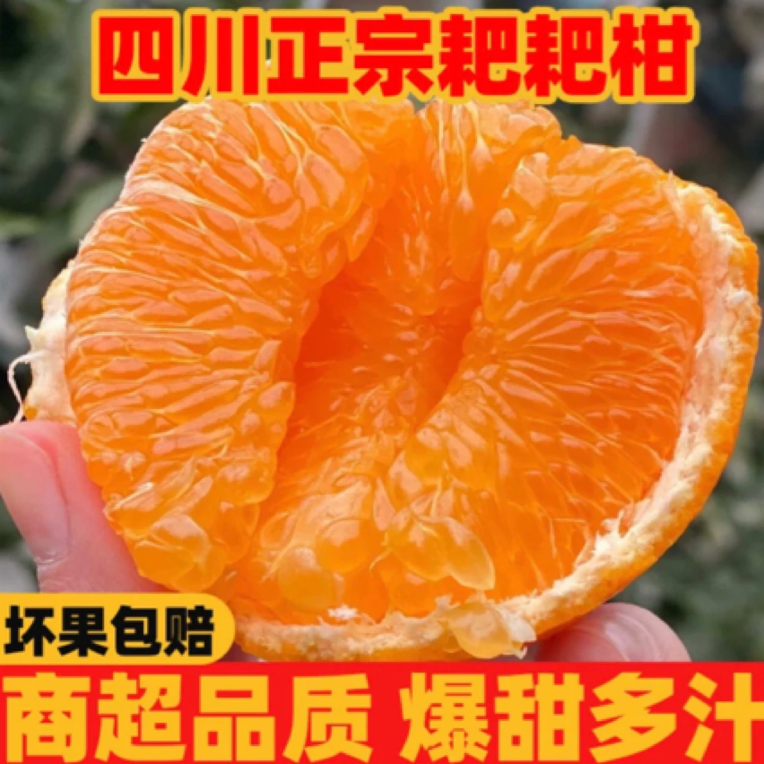 【自然树上熟】四川正宗春见耙耙柑包甜当季新鲜柑橘四川新鲜水果