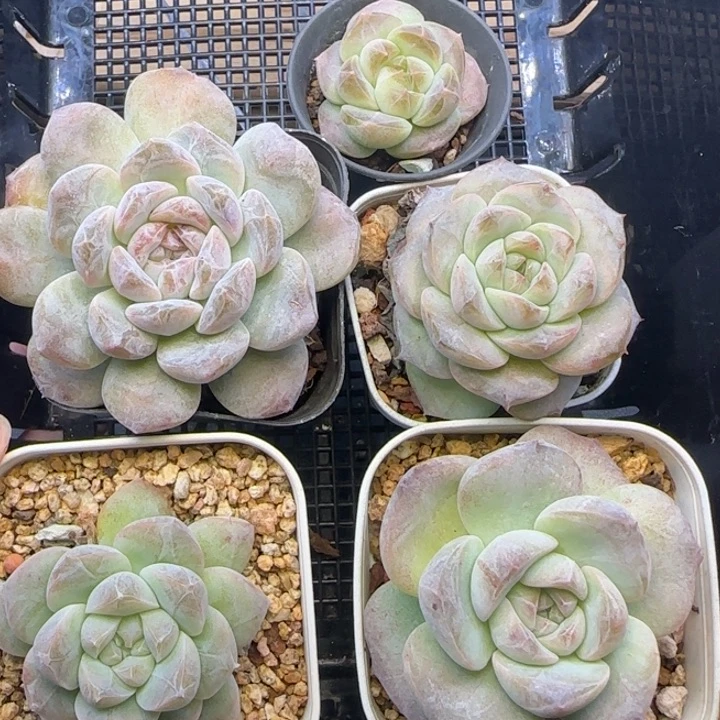 【9.9包邮贵货白菜】503五棵