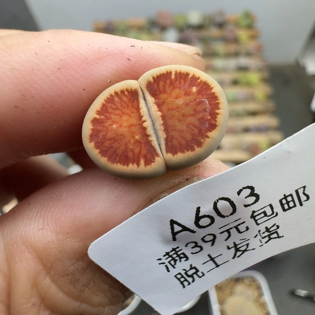 693多肉哈哈哈哈哈哈哈