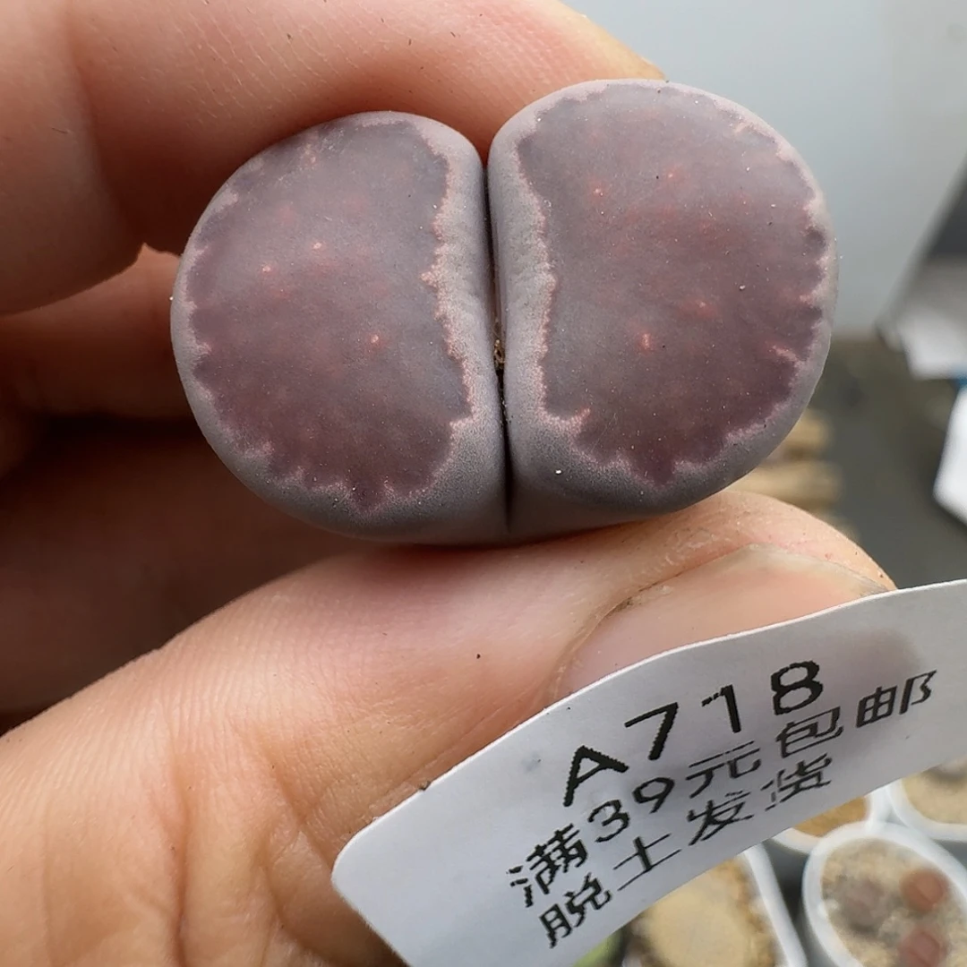 718多肉哈哈哈哈哈哈哈哈