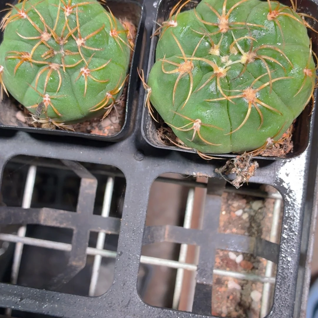 海王丸多肉9.9包邮发货