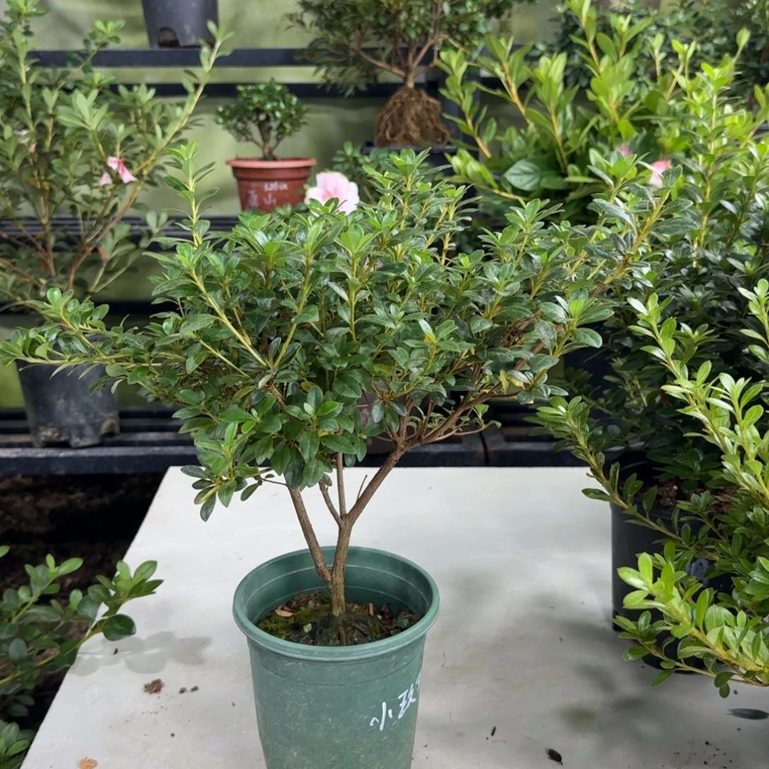 完全开放米*小玫瑰杜鹃花