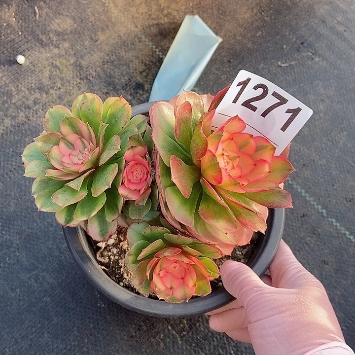 红陶1271荔枝3冠服13