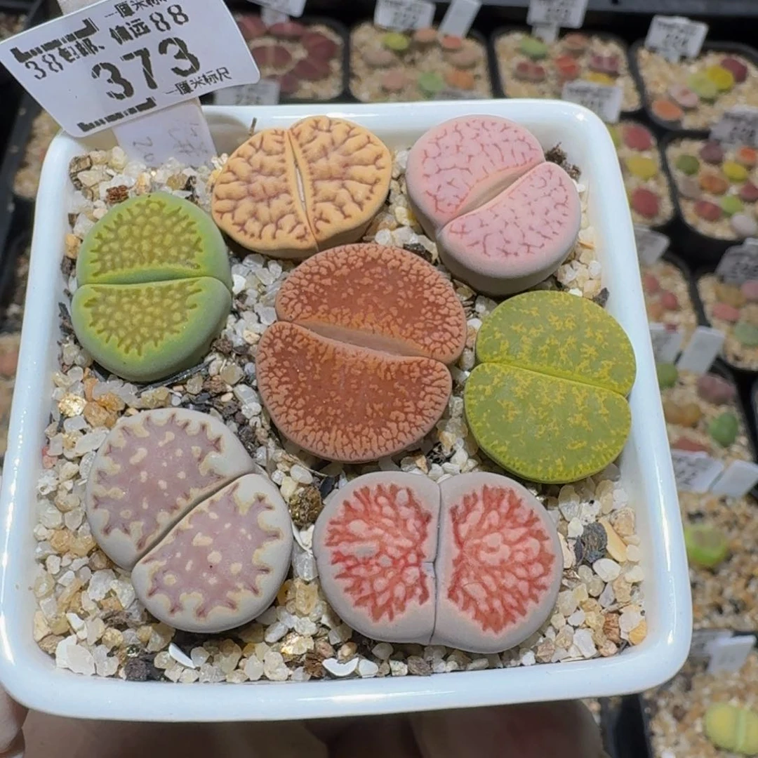 Ssss精品生石花373