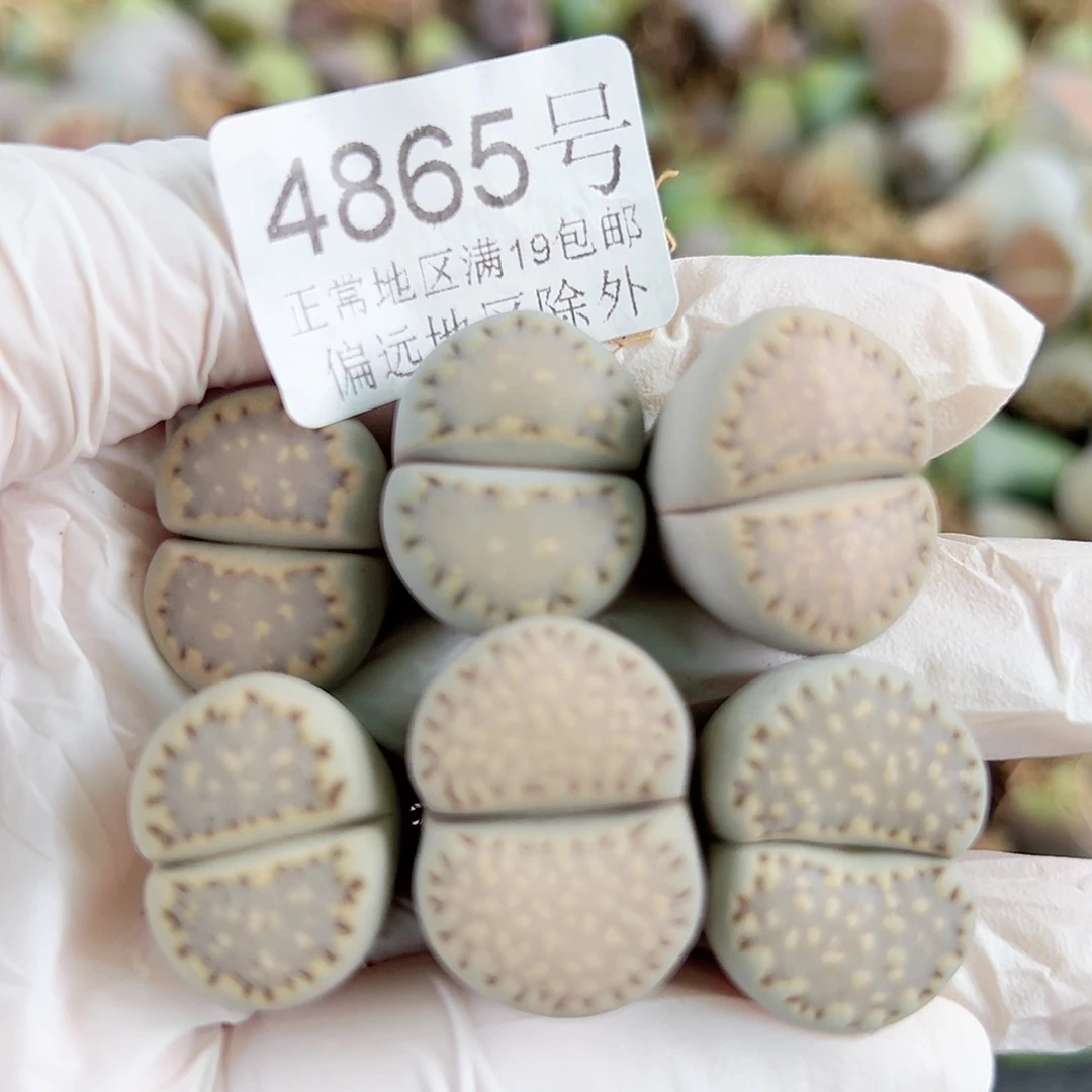 4865四年饼干6个2cm左右