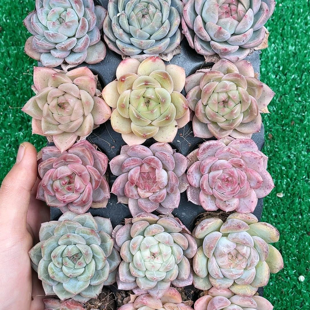 多肉一物一拍21-5