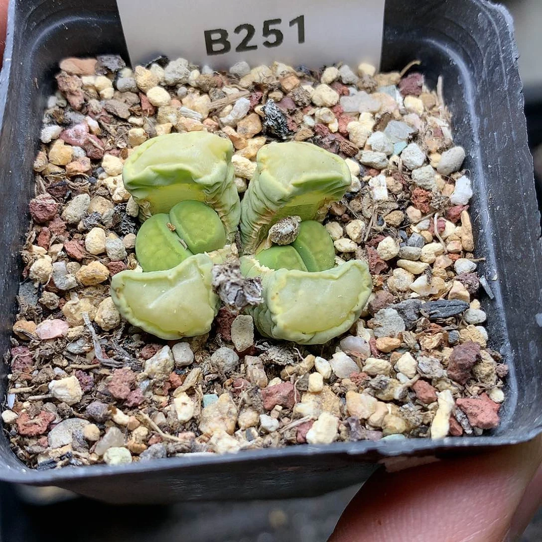 淼*媛B251多肉植物保护研究所