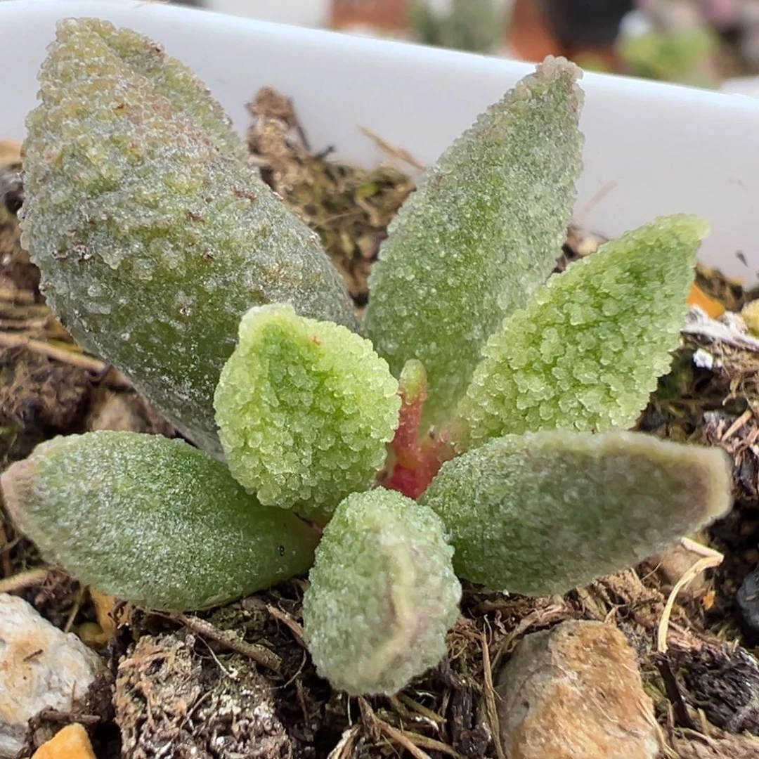 冰晶款实生新品大苗