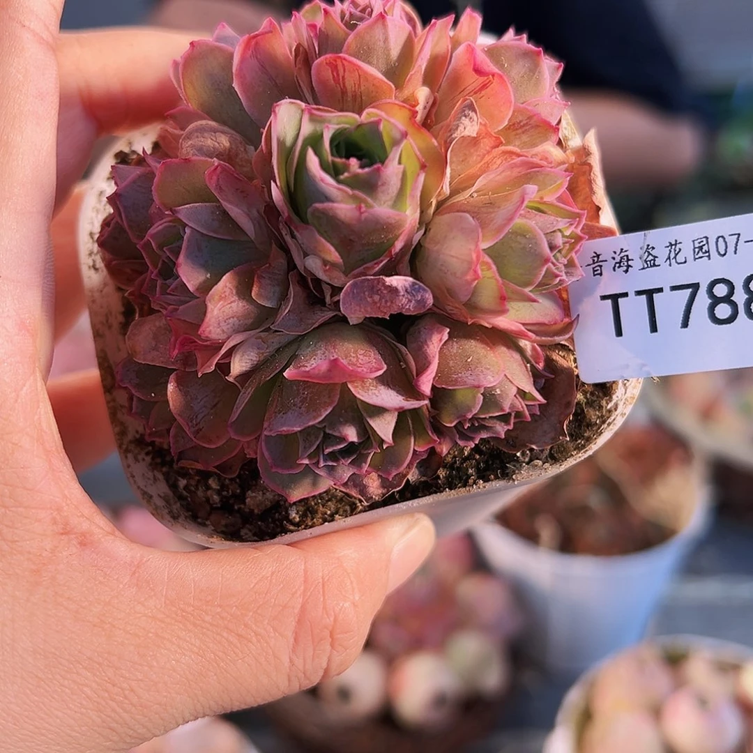 ?**月T788。  福袋