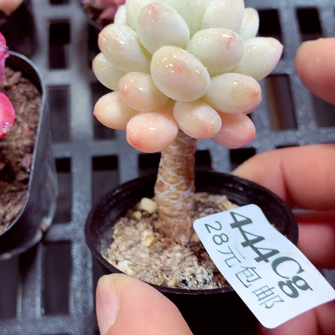 5厘米盆精控多肉444