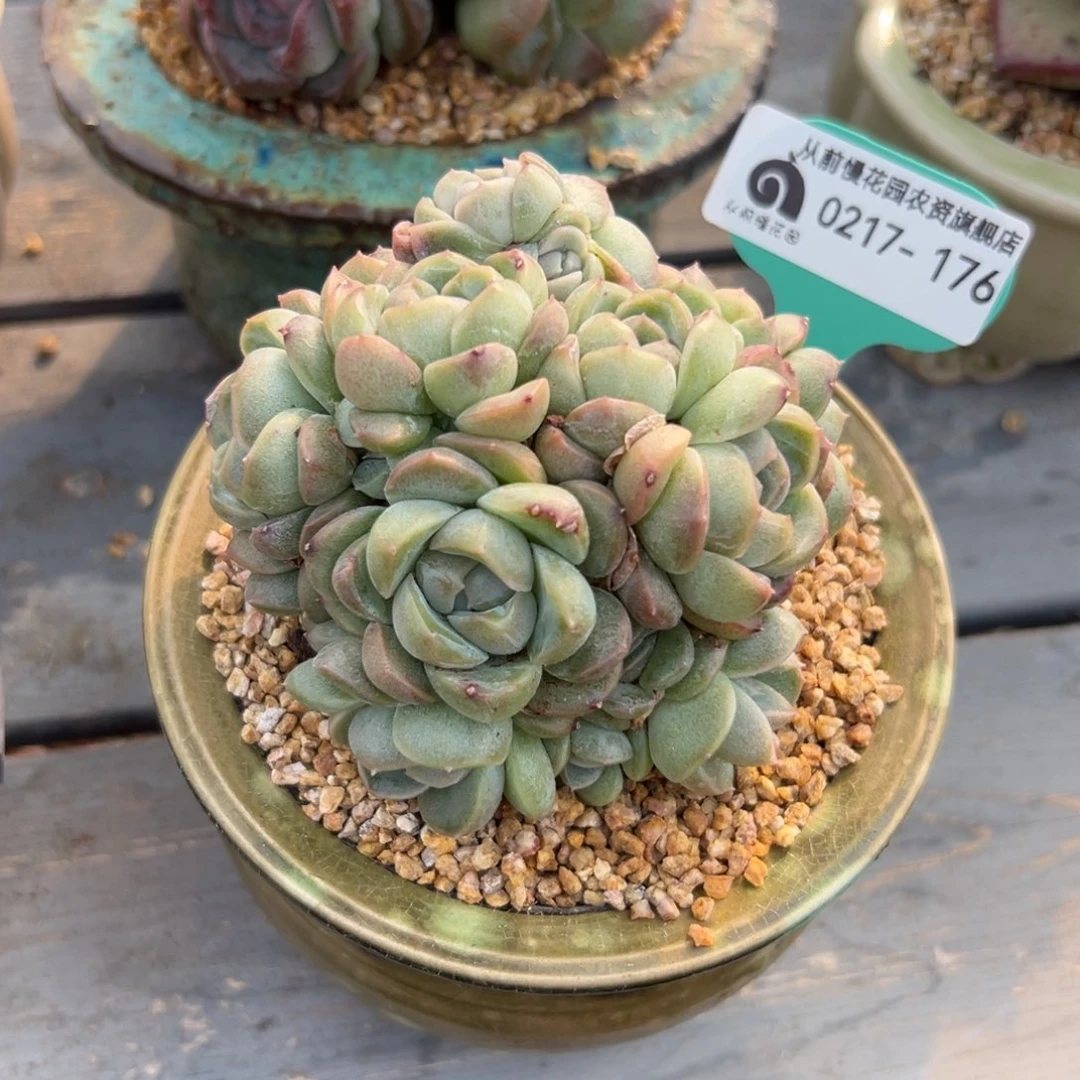 多肉一物一拍0217-176