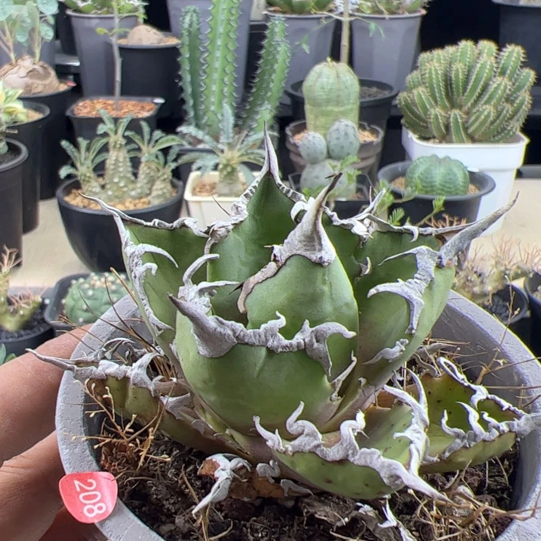 凯撒龙舌兰一物一拍带盆发