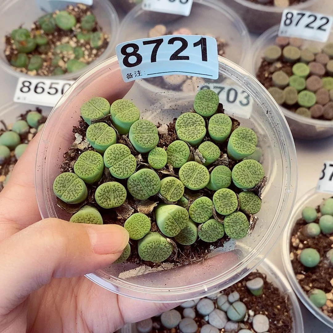 8721绿富贵了咯哦哦