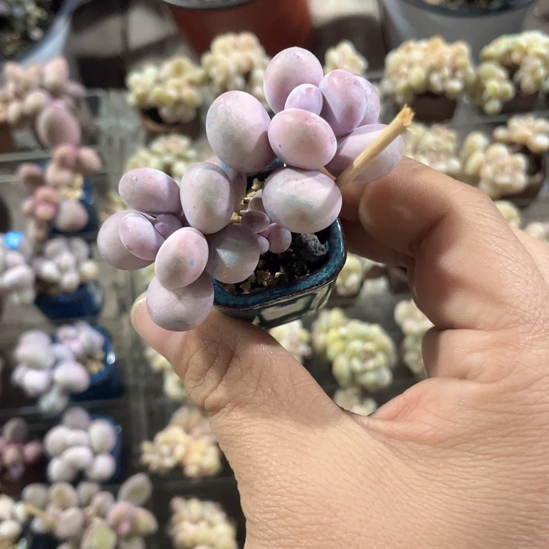 带盆发货 2.5口盆 奶酪