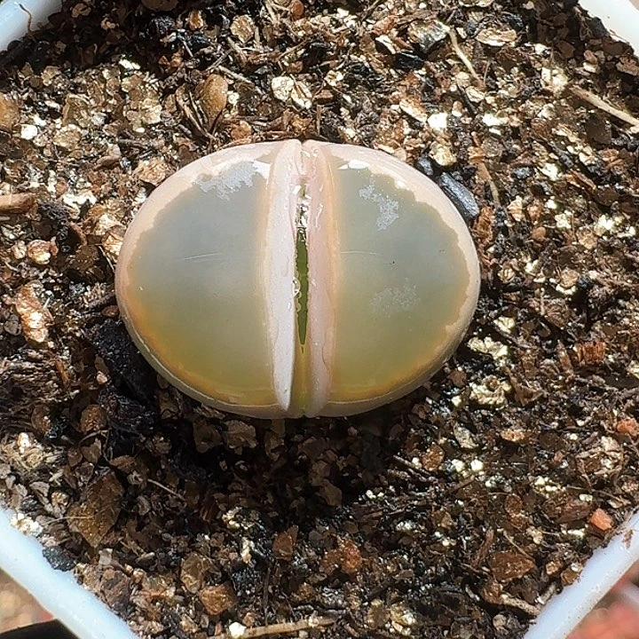 生石花1111111111。   398