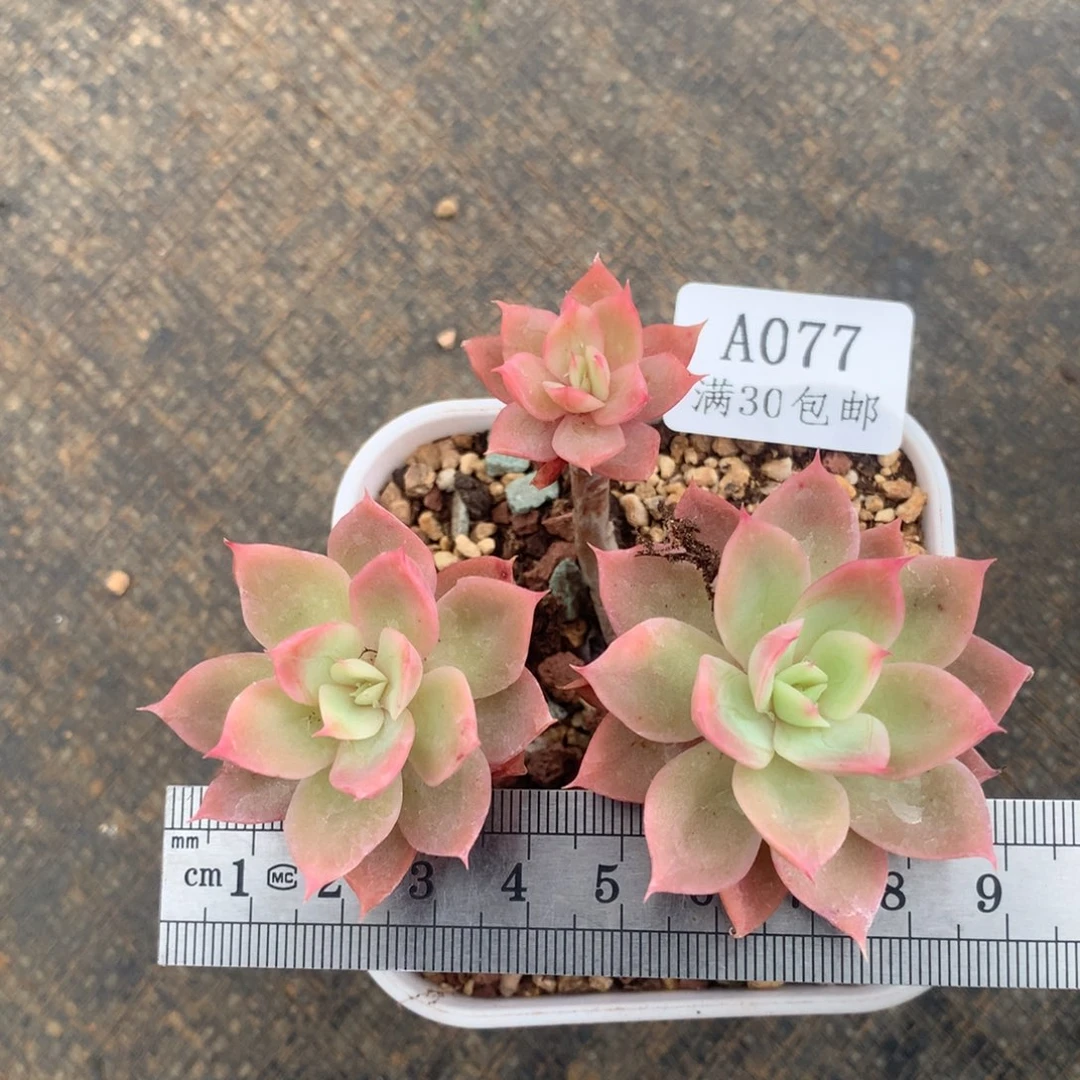 丝绸面纱三头高峰8.5