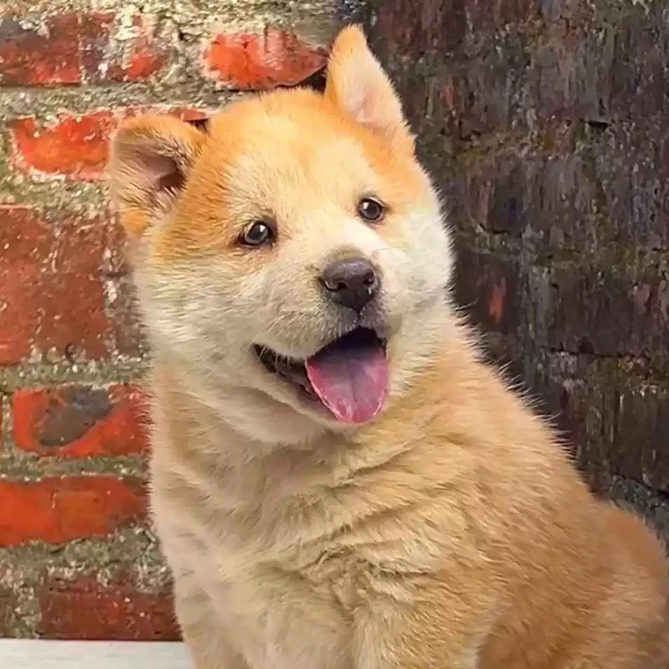 田园犬大黄小黄一物一拍