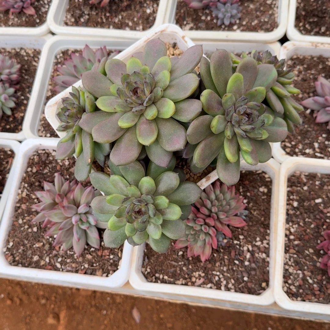 戒***？寄养在她家里一年的