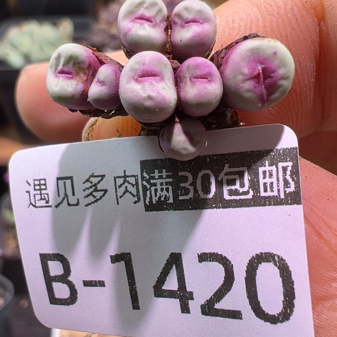 ts429 多肉植物1111111111111