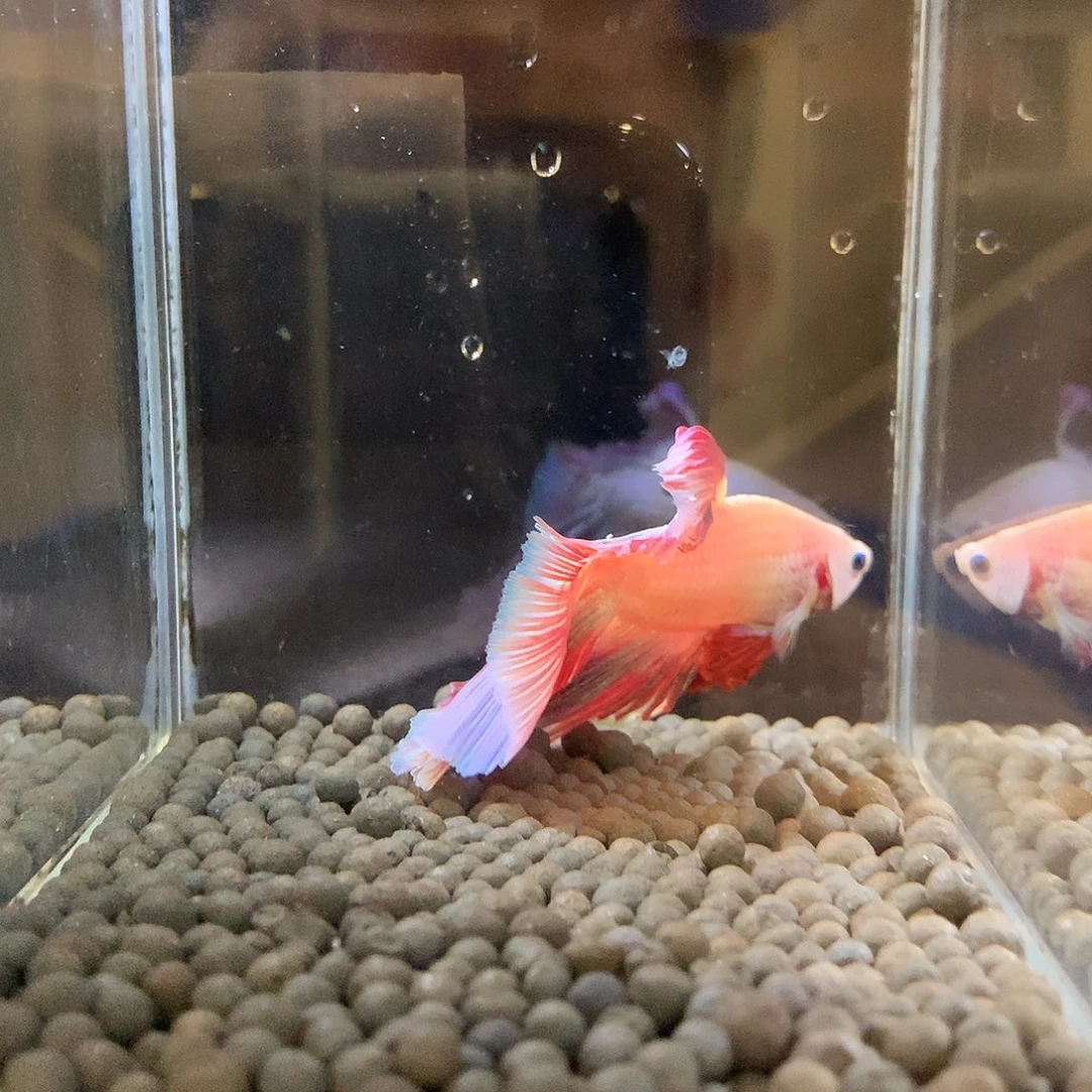 斗鱼七弟泰国斗鱼47