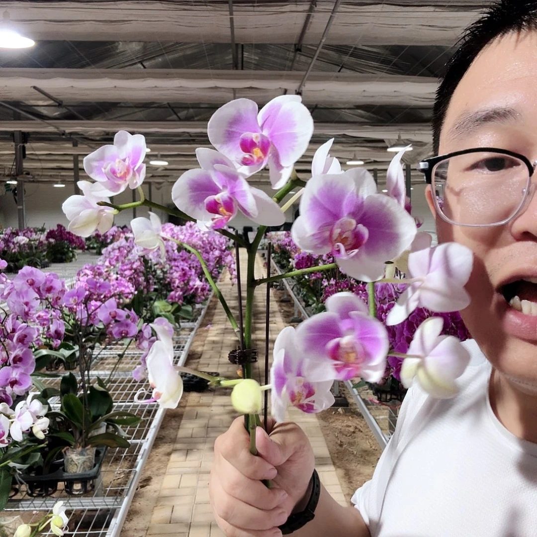 完全开放粉钻3.5加高无花苞微瑕