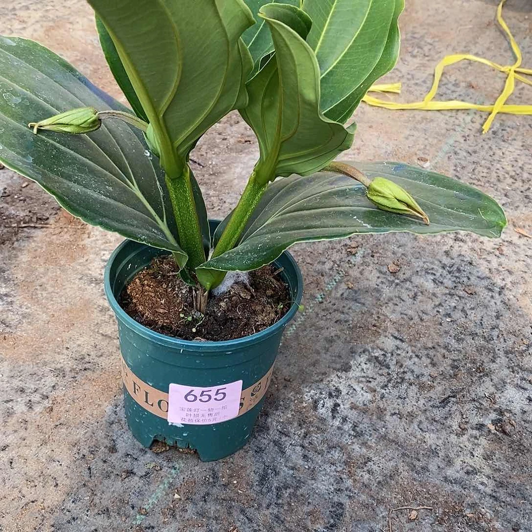 刘*木本花卉655宝莲灯