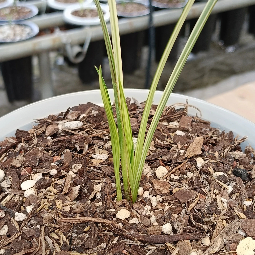 苔藓植物盆栽以直播间实物为主精品叶花双艺