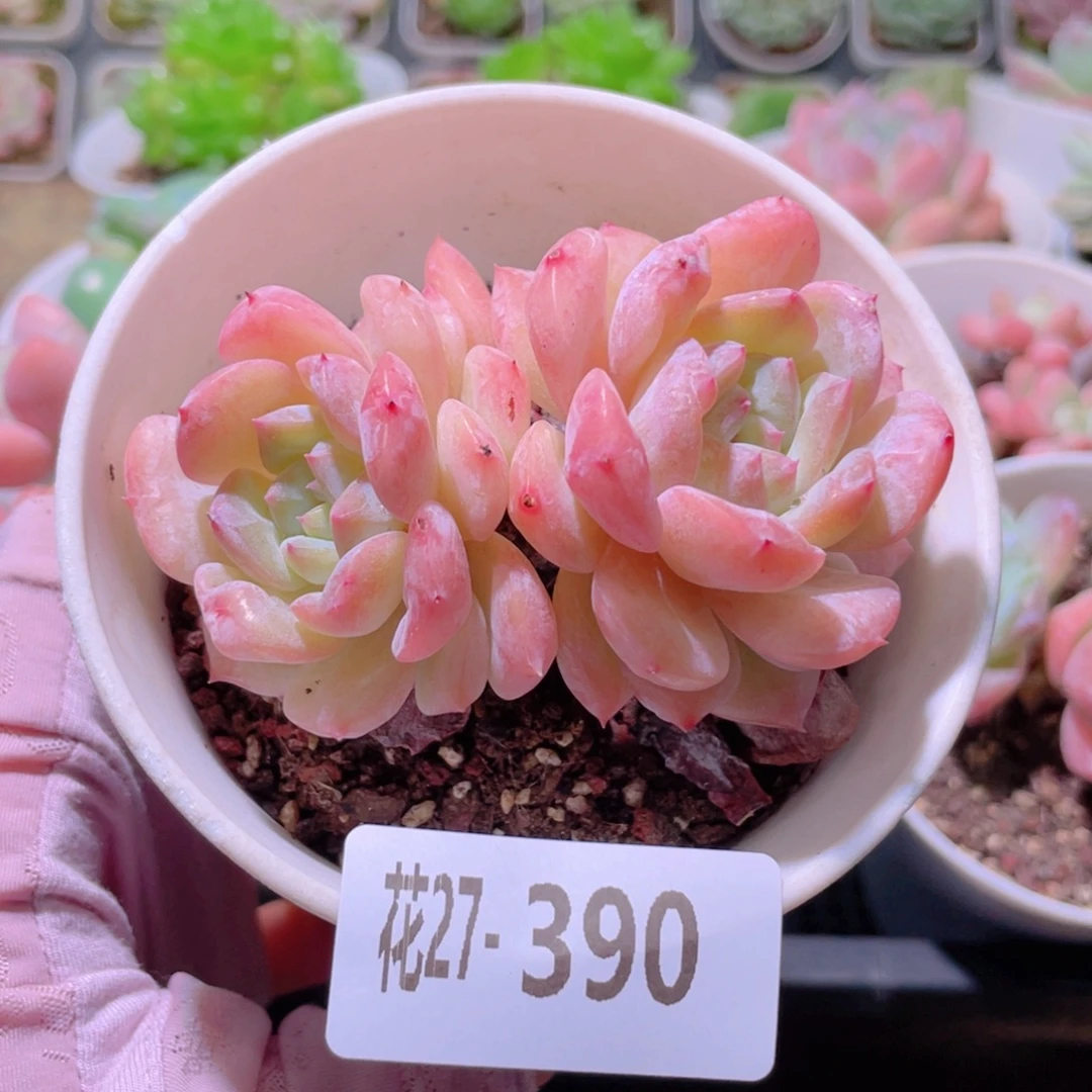 花利美27-390红胖子