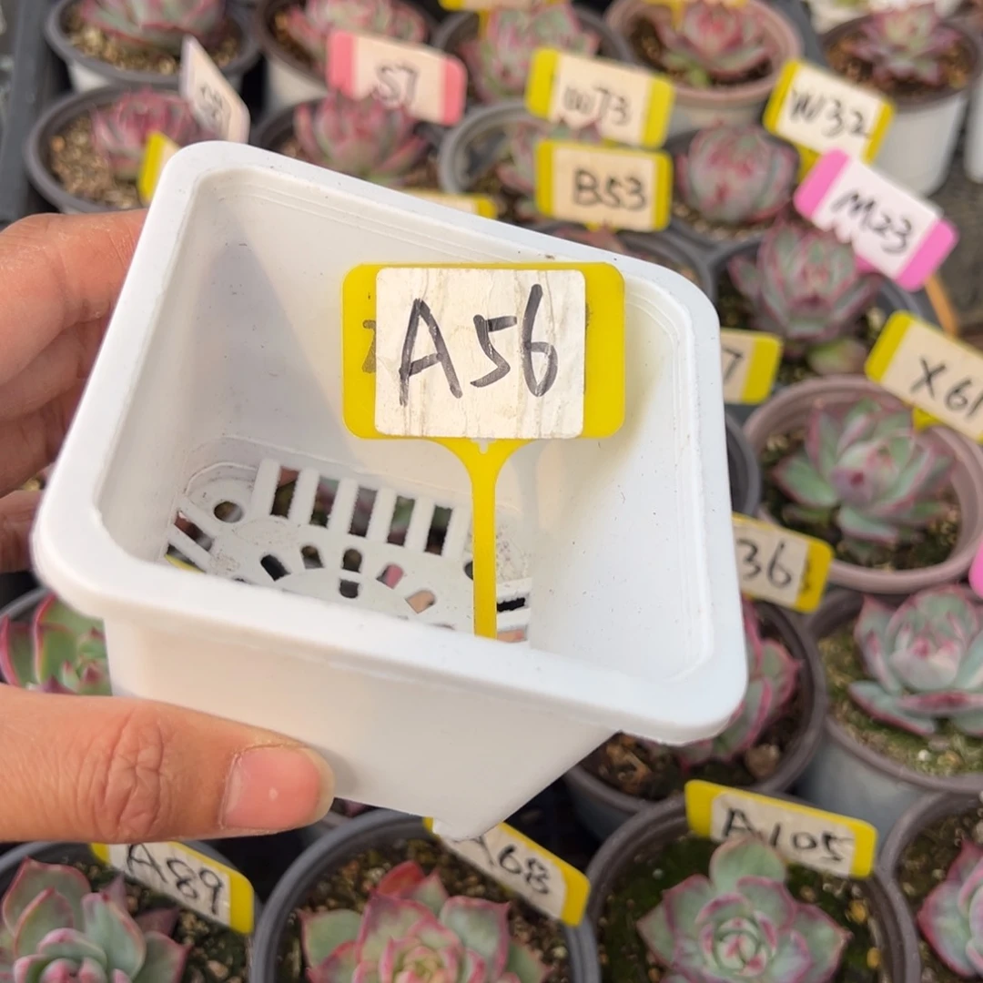 @****）A56五个10方盆