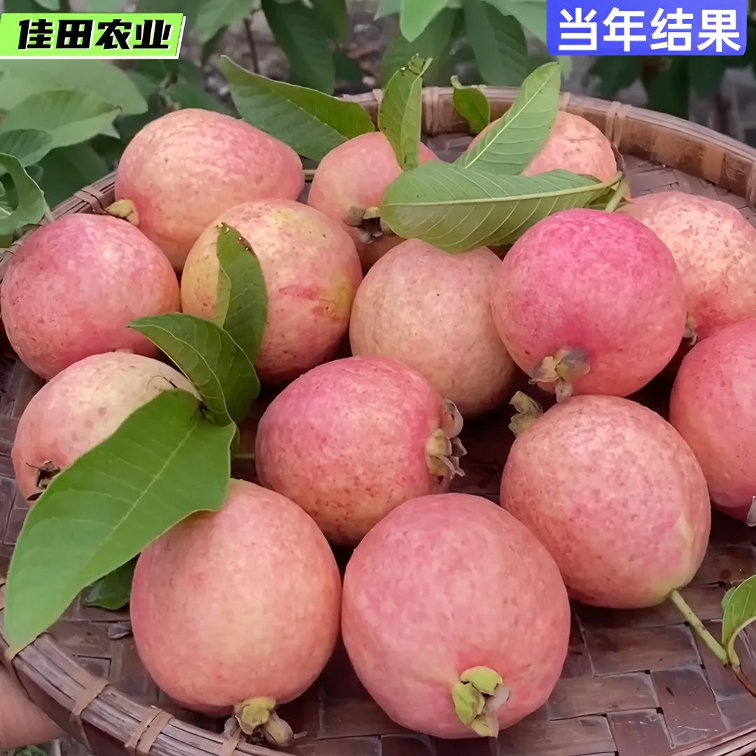 胭脂红番石榴树苗白心红心芭乐鸡屎果苗盆地栽嫁接苗带土当年结果