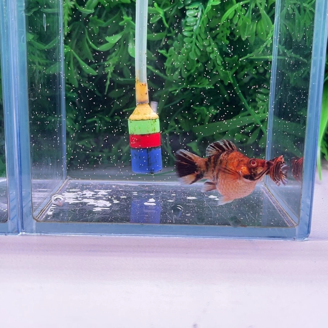 黑玛丽鱼20号玛丽1对