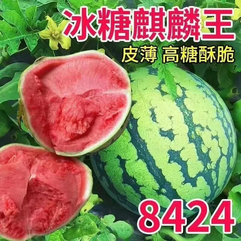 山西夏县西瓜现摘麒麟超甜薄皮8424西瓜无籽有籽新鲜