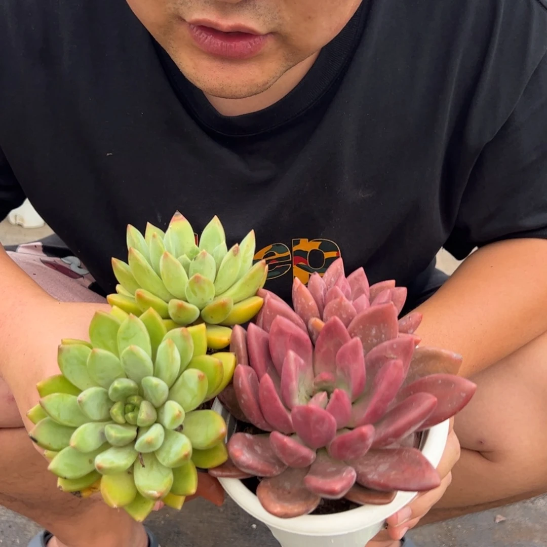 桃花源双头，黄金象牙双头各一