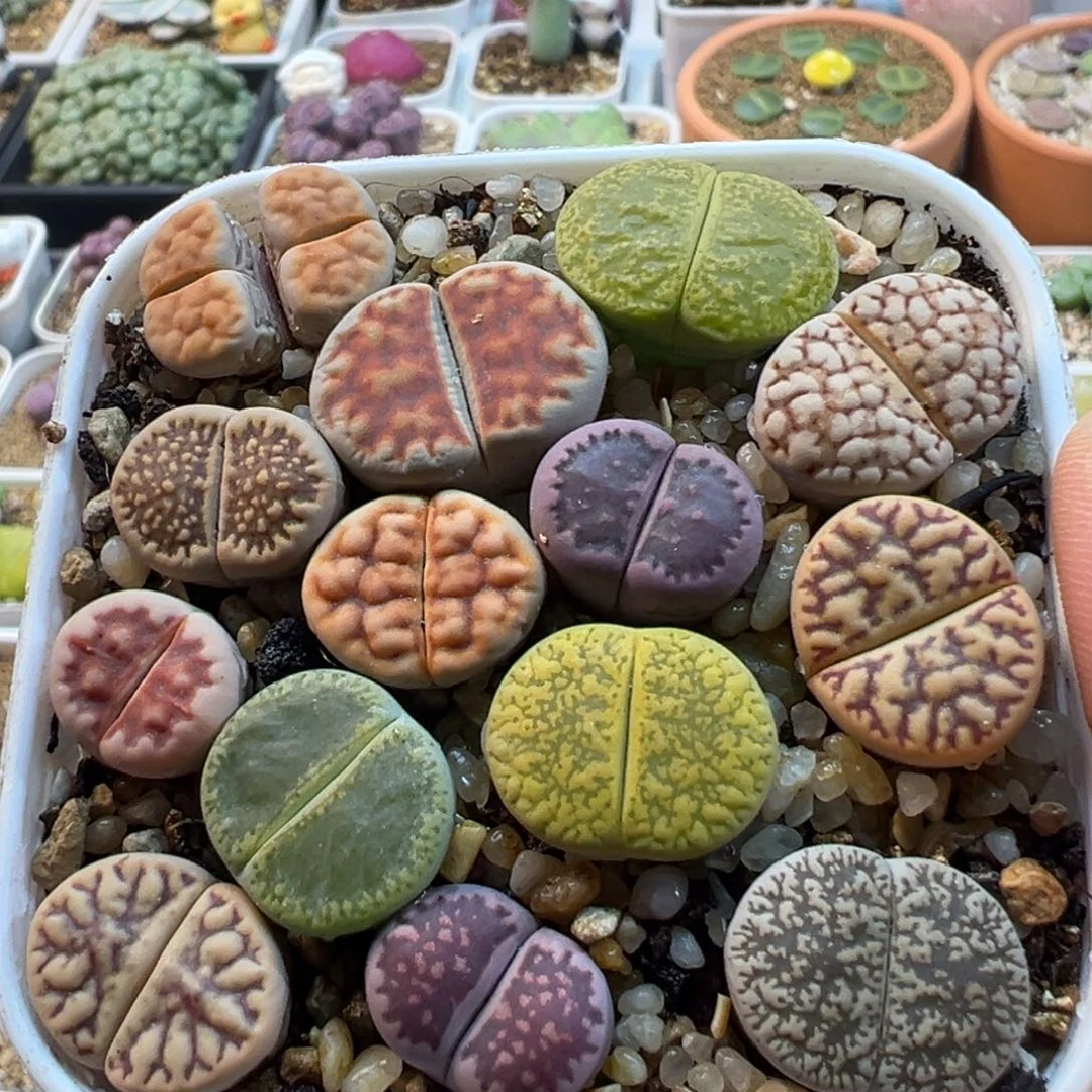 编号母本组合多肉植物176