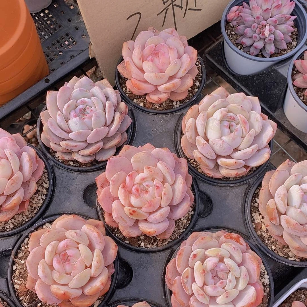 0212-草莓橙瑕疵两颗量拍慎拍