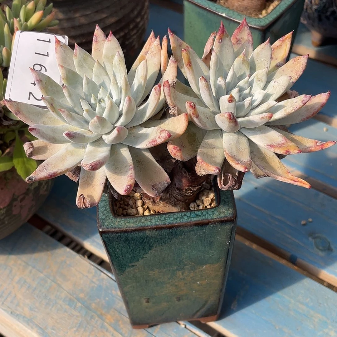 苹果拇指多头11642