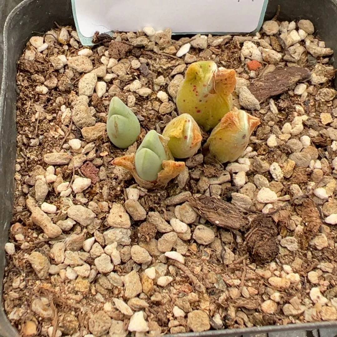 20-75肉锥多肉植物