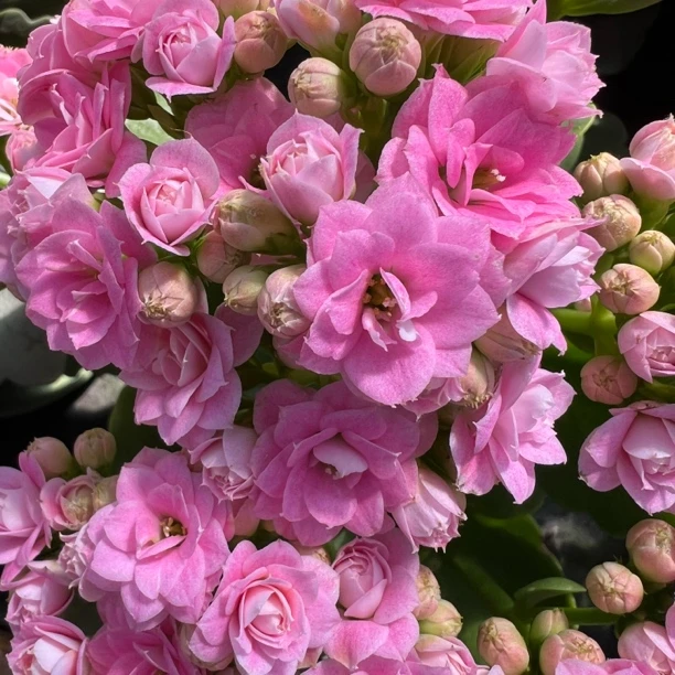 长寿花园～【朱丽叶】130盆 一盆三颗苗