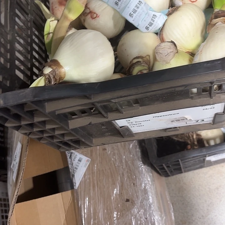 多福莱特花后球不包售后