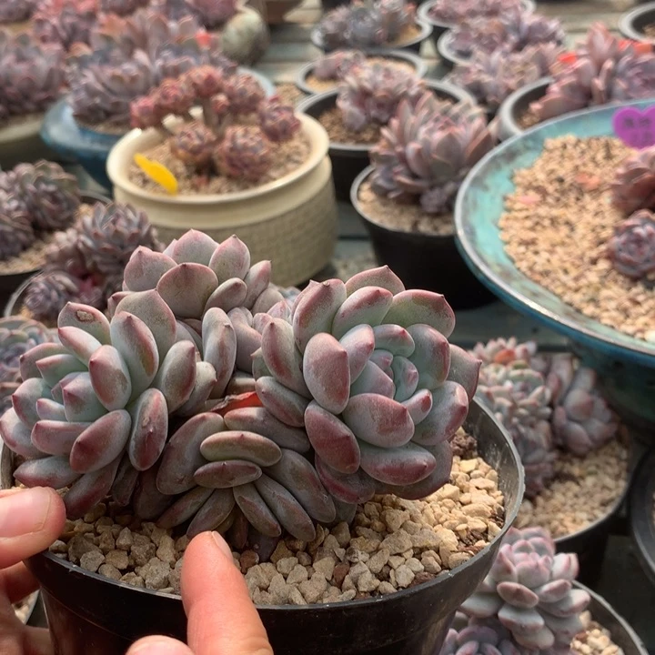 安心花花花花花花花花花花花花花