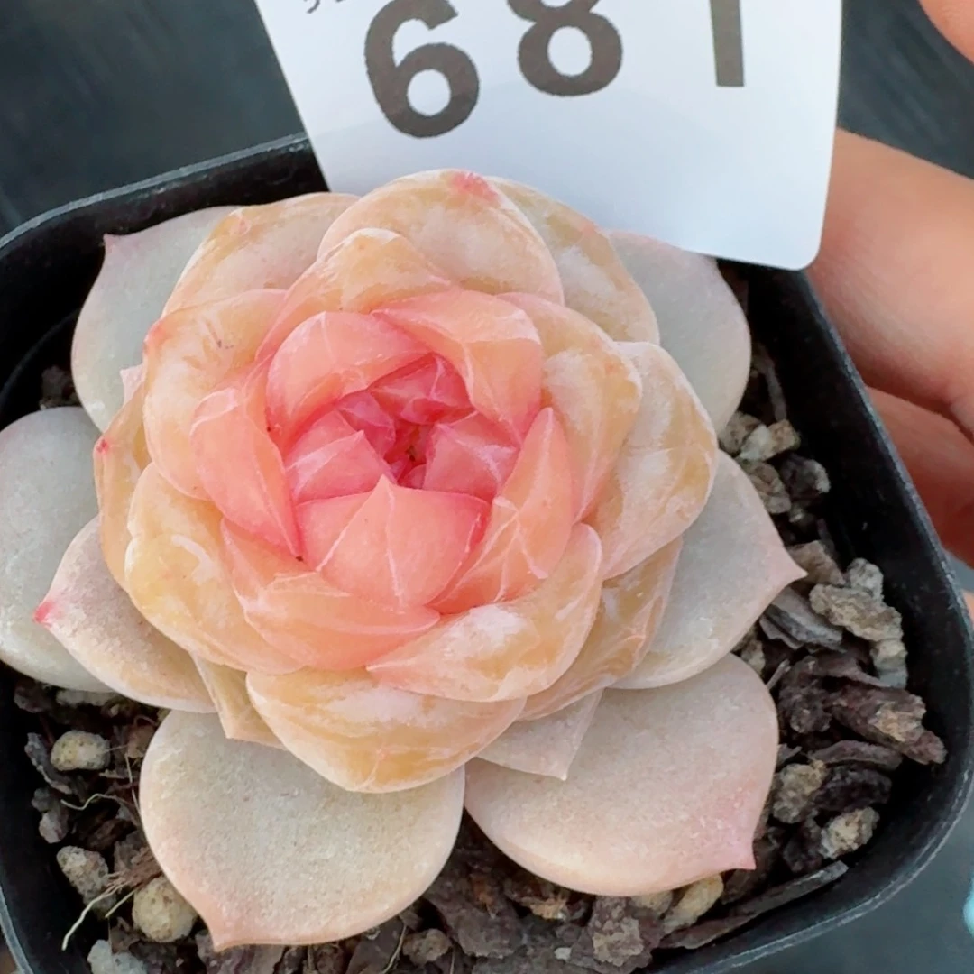 石化珍妮         精品多肉