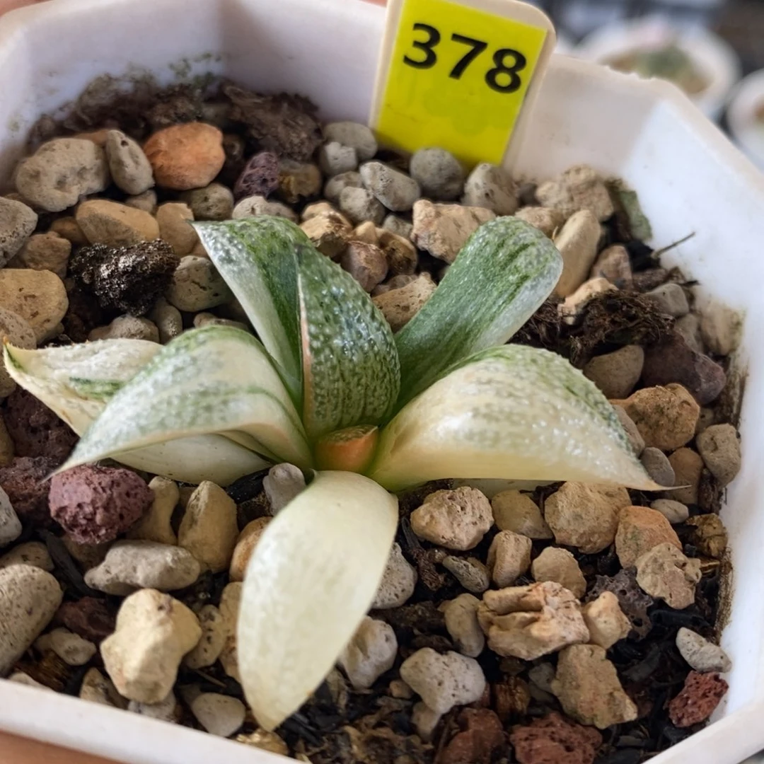 378号特选青蟹锦多肉植物