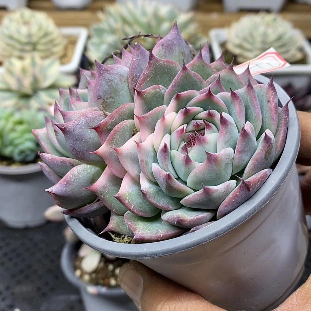 1291 福利吉娃娃锦 不售后